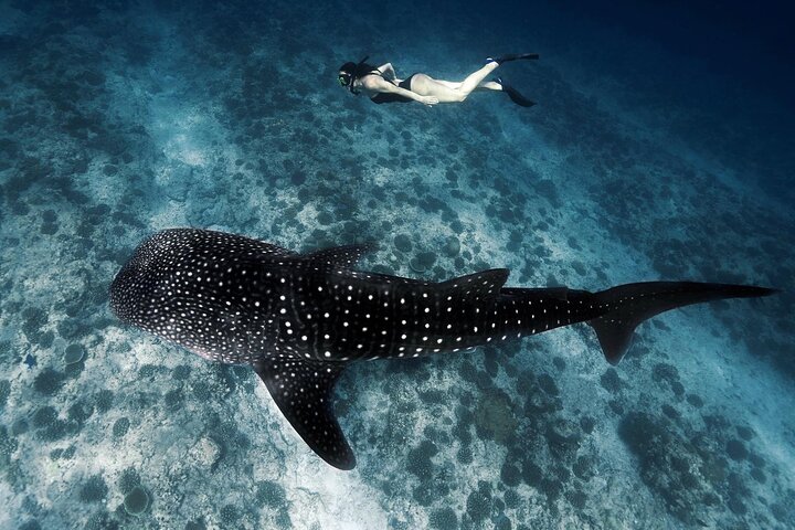 Discover South Ari atoll in 4 nights 5 days (All-inclusive) - Image 1