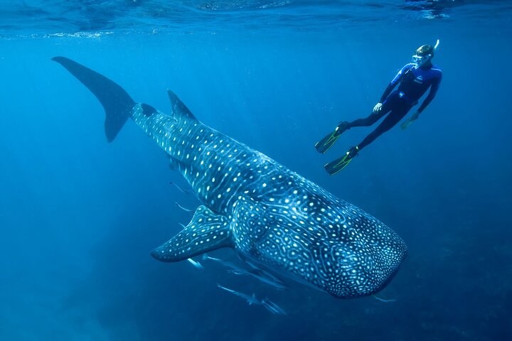 Discover South Ari atoll in 4 nights 5 days (All-inclusive) - Image 5
