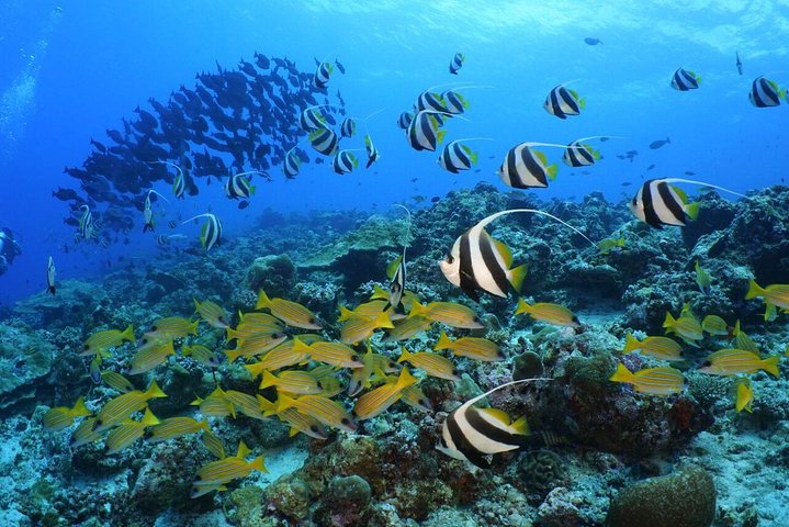 Full Day Maldives Adventure - Image 1