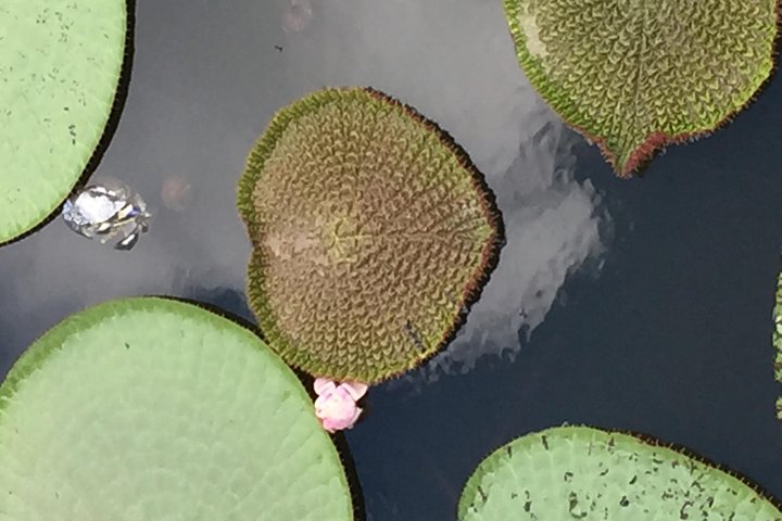 Amazon Jungle Experience with Overnight - Image 4