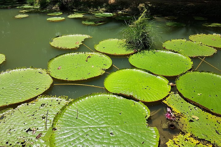 Amazon Natural Museums Combo (INPA and MUSA) - Image 1