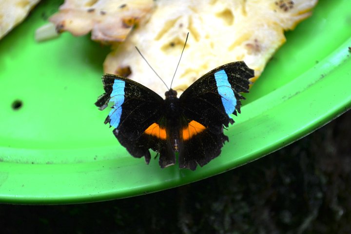 Amazon Natural Museums Combo (INPA and MUSA) - Image 5