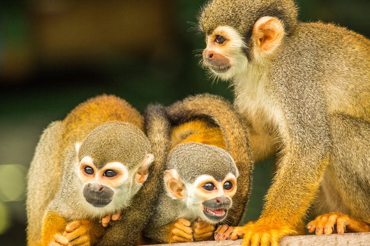 Amazon Rainforest - Private Multi Day Tour - Image 5