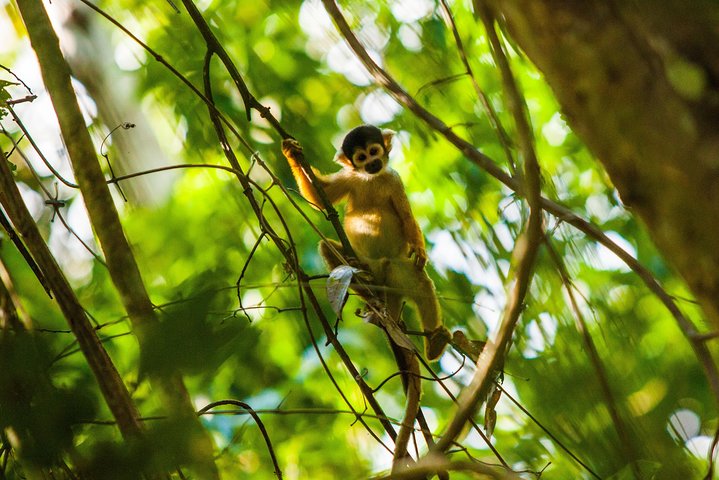 Amazon Rainforest - Private Multi Day Tour - Image 2