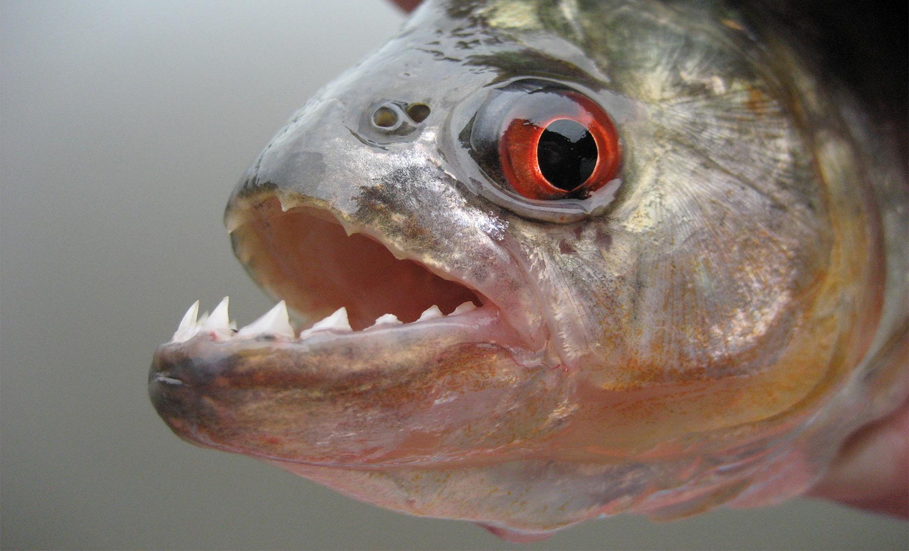 Fishing for Piranha and Alligator Watching Tour - Image 1