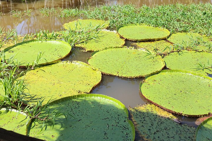 Speedboat Ecotour at Janauary lake and flooded forest - Image 1