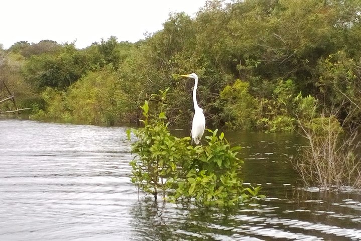 Speedboat Ecotour at Janauary lake and flooded forest - Image 3