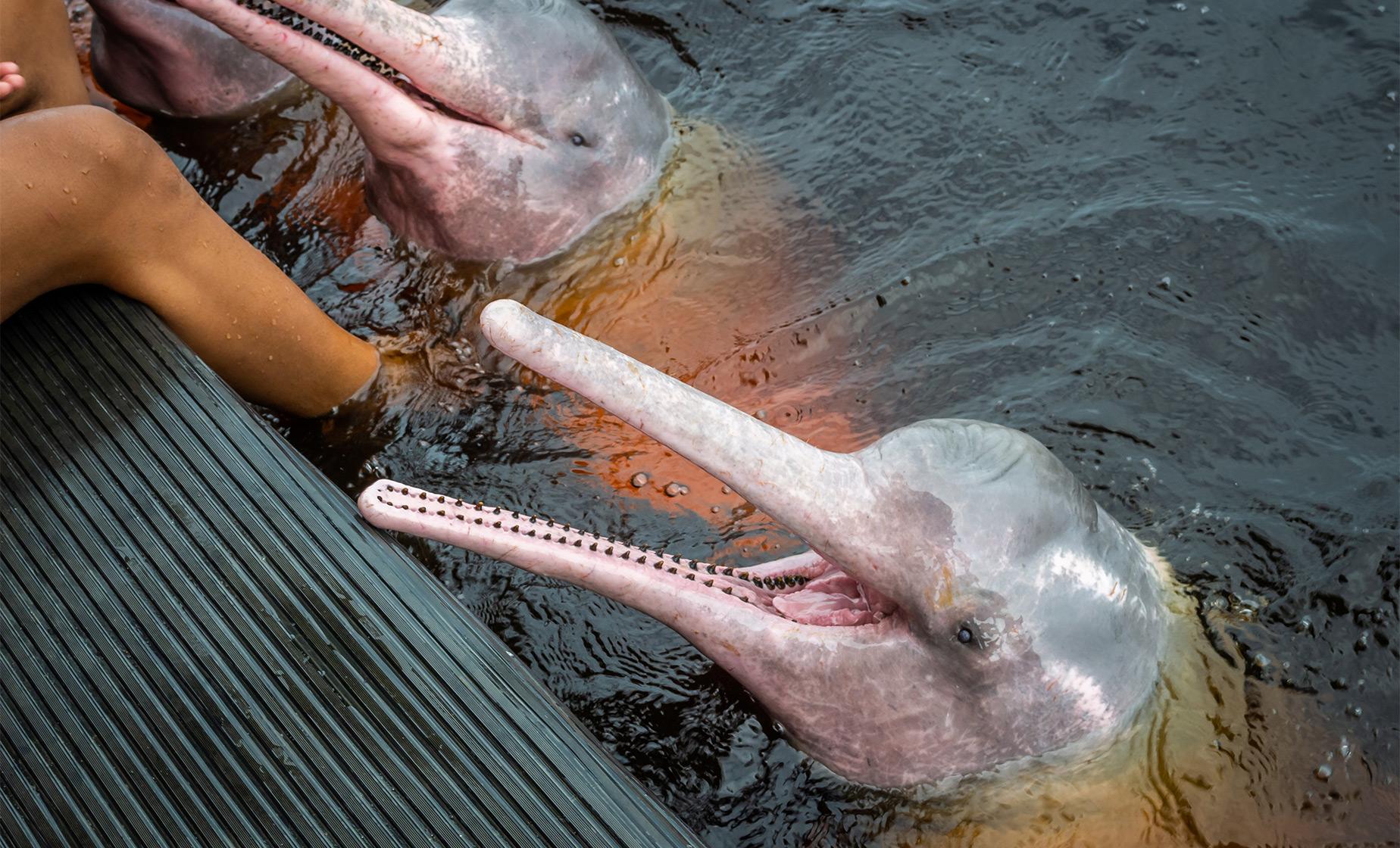 Swim with the Dolphins and Amazon Combo - Image 1
