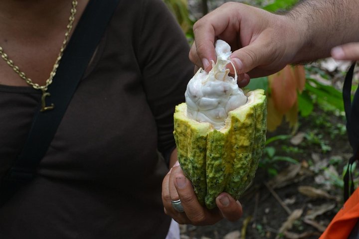 From Cacao to Chocolate: Private Tour in Manta - Image 2