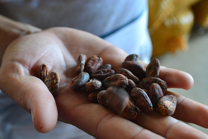 From Cacao to Chocolate: Private Tour in Manta - Image 1