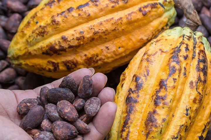 From Cacao to Chocolate: Private Tour in Manta - Image 3