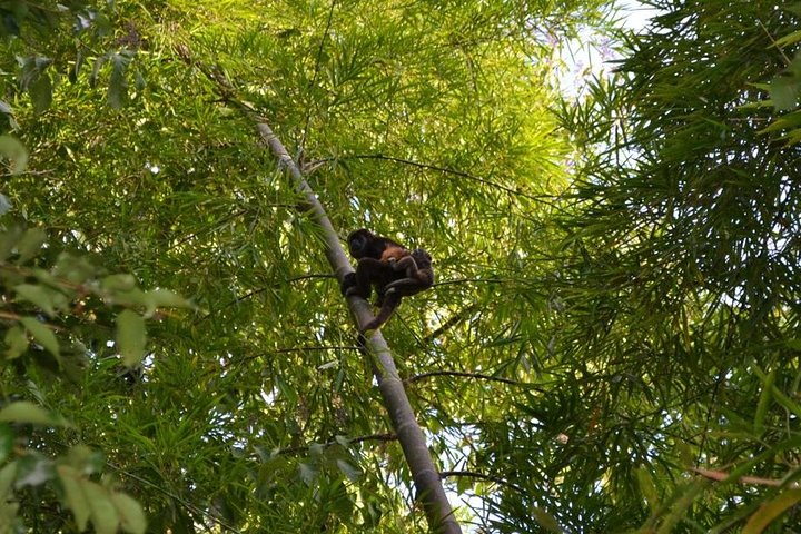 Private Tour: Fishermen and Pacoche Humid Forest Walking Tour - Image 1