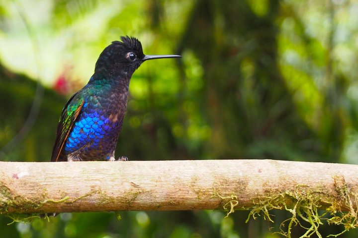 Rainforest Wildlife, Panama Hat makers, Traditional Cuisine. SHORE TOUR - Image 4