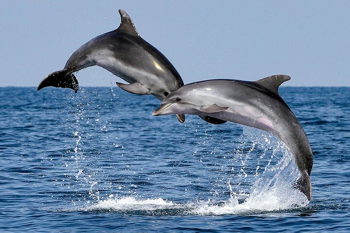 Dolphin Spotting Trips in Fuengirola with Free Drinks and Snacks - Image 2