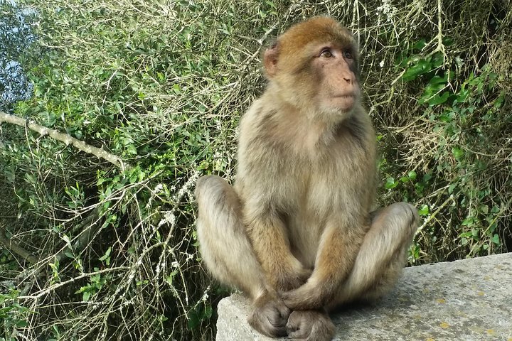 Gibraltar Private Tour from Marbella or Malaga - Image 2