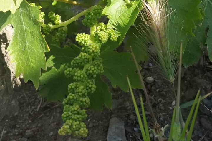 Manilva & Gaucin Wine Tour from the Costa del Sol - Image 4