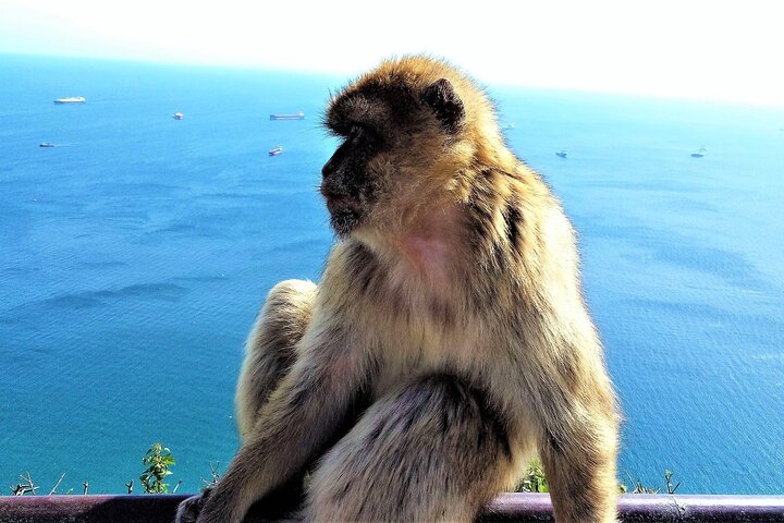 Private Tour in Gibraltar & Mijas from Marbella and Estepona - Image 1