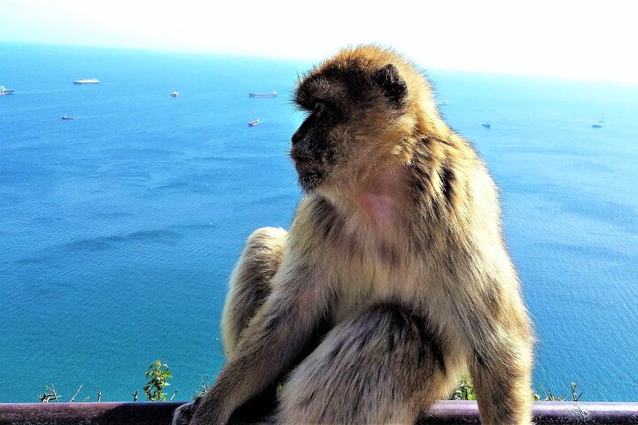 Private tour in Ronda and in Gibraltar from Marbella - Image 5