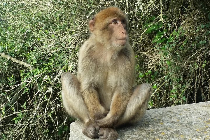 Private tour to the Nature Reserve in Gibraltar from Marbella or Malaga - Image 1