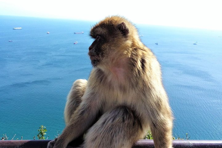Private tour to the Nature Reserve in Gibraltar from Marbella or Malaga - Image 3