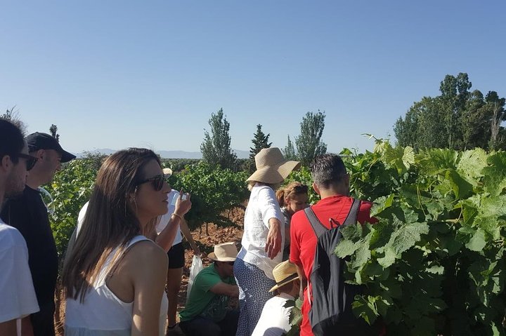 Ronda Full Day Wine Tour from Marbella - Image 2