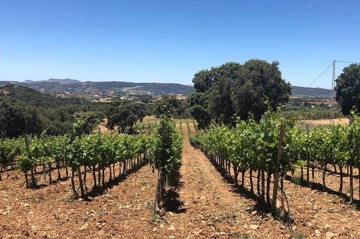 Ronda Full Day Wine Tour from Marbella - Image 1