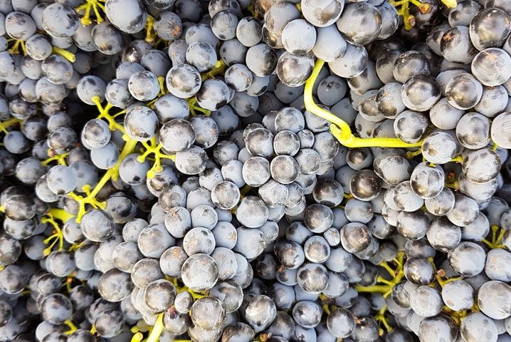 VIP Ronda Wine Tour and Tasting and Gourmet Lunch Experience with Winemaker - Image 3