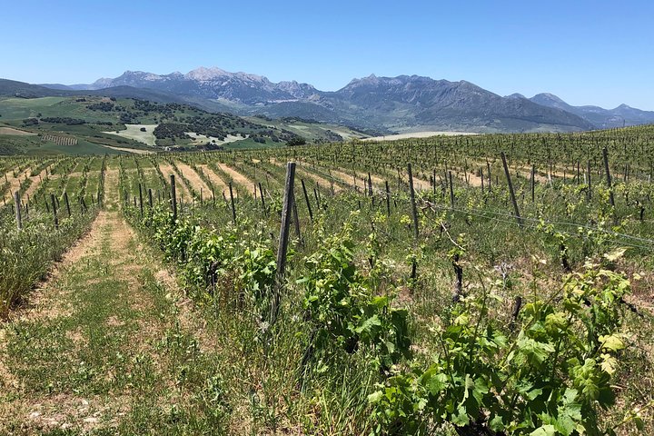 VIP Ronda Wine Tour and Tasting and Gourmet Lunch Experience with Winemaker - Image 2