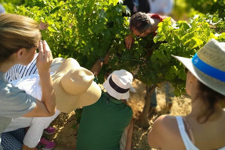 VIP Ronda Wine Tour and Tasting and Gourmet Lunch Experience with Winemaker - Image 4
