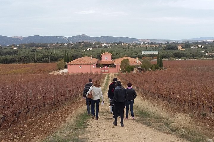 VIP Ronda Wine Tour and Tasting and Gourmet Lunch Experience with Winemaker - Image 5