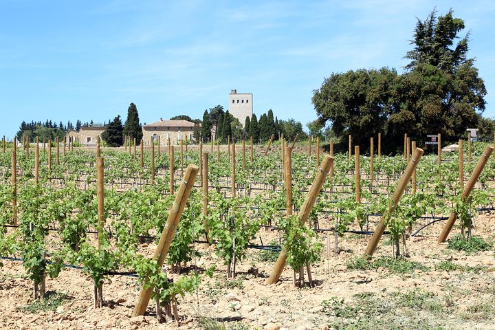 Avignon's history, local culture & the wines of Châteauneuf du Pape private tour - Image 4