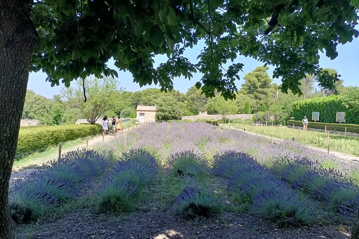 Full Day Private Van Gogh Tour - Image 2