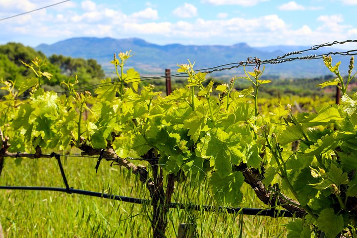 Provence - Mont Sainte Victoire in search of Cézanne private wine tour - Image 1
