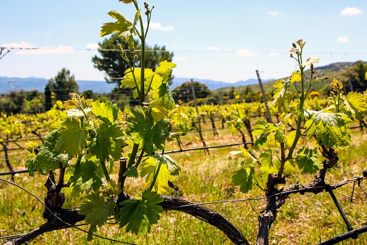 Provence - Mont Sainte Victoire in search of Cézanne private wine tour - Image 5