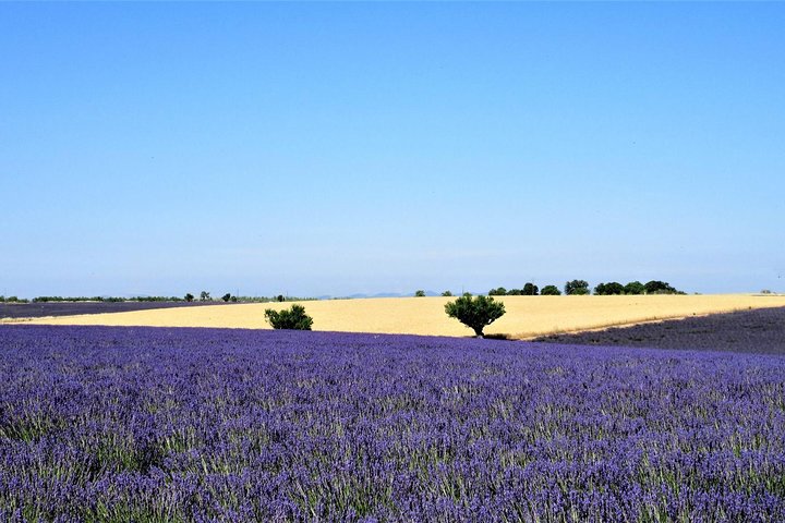 Small Group Marseille Shore Excursion: Lavender Tour - Image 2