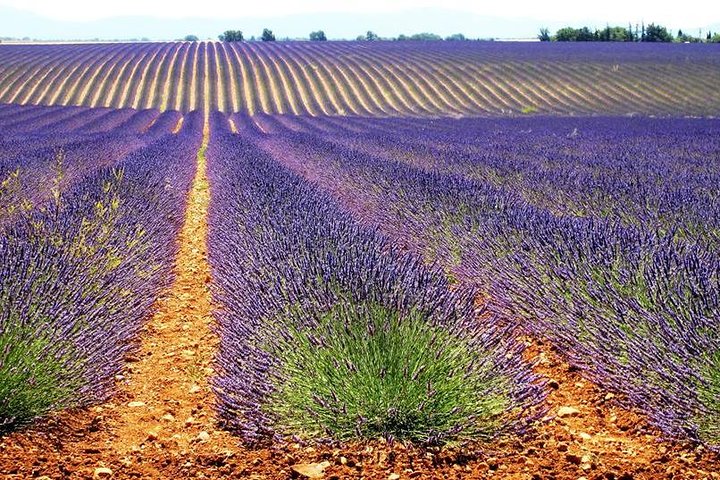 Small Group Marseille Shore Excursion: Lavender Tour - Image 3