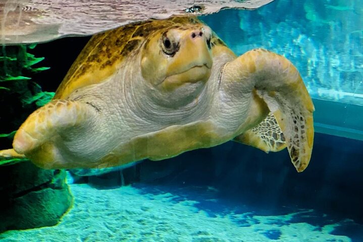 Mazatlan City Tour & Aquarium - Image 4