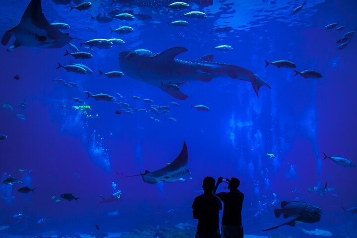Mazatlan City Tour & Aquarium - Image 1