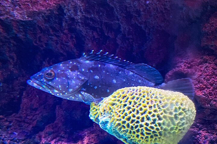 Mazatlan City Tour & Aquarium - Image 3