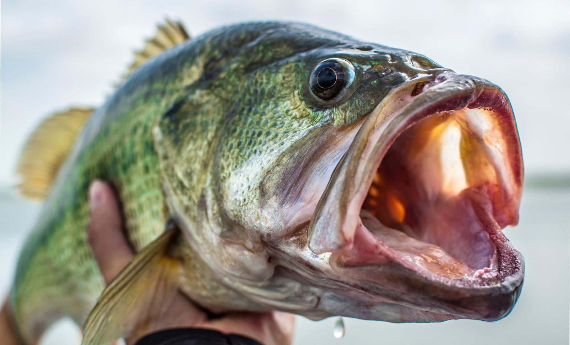 Private Lake Picacho Fishing - Image 1