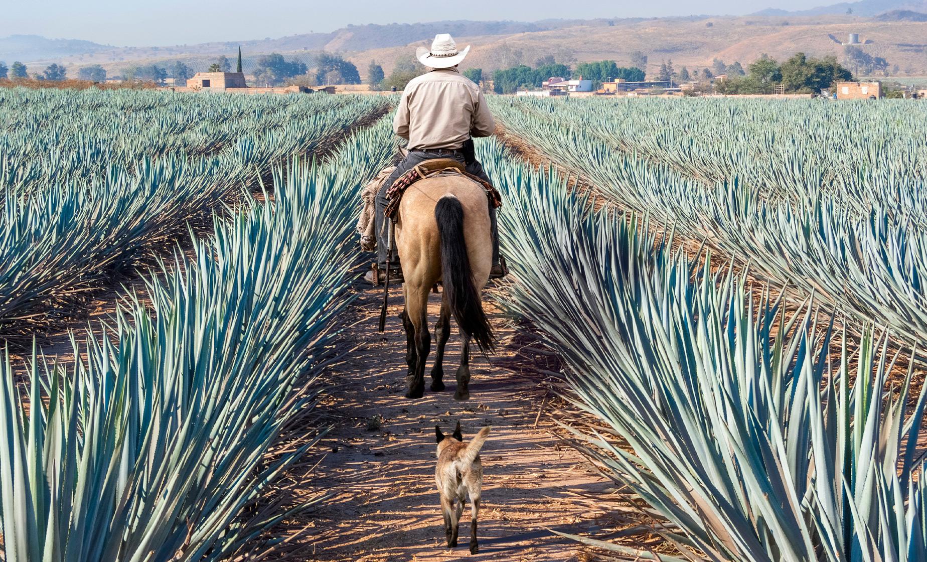 Private Tequila Factory and Local Villages - Image 1