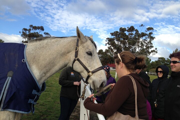 Champion Racehorse Tour with Beer and Wine Tasting - Image 4