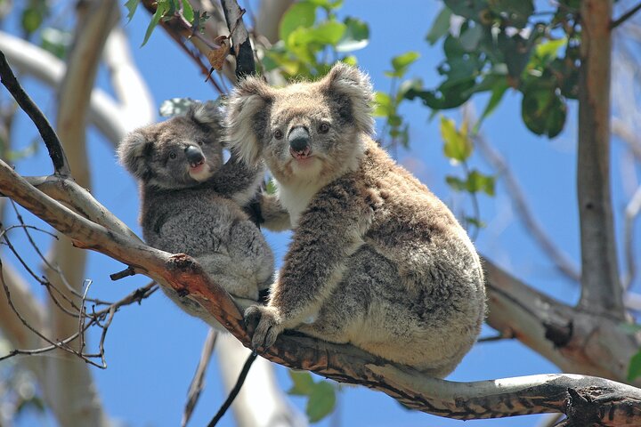 Cruise Ship Shore Excursion - Private Great Ocean Road Express Tour (9 Hour) - Image 4
