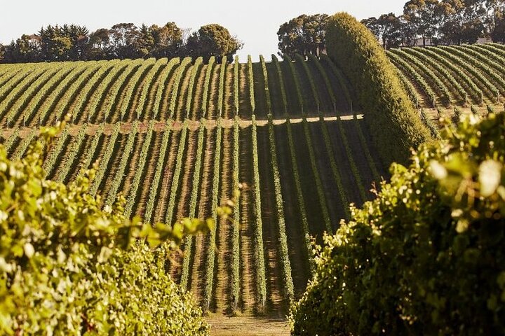 Customized private winery day tour in Mornington Peninsula at your own choices - Image 2