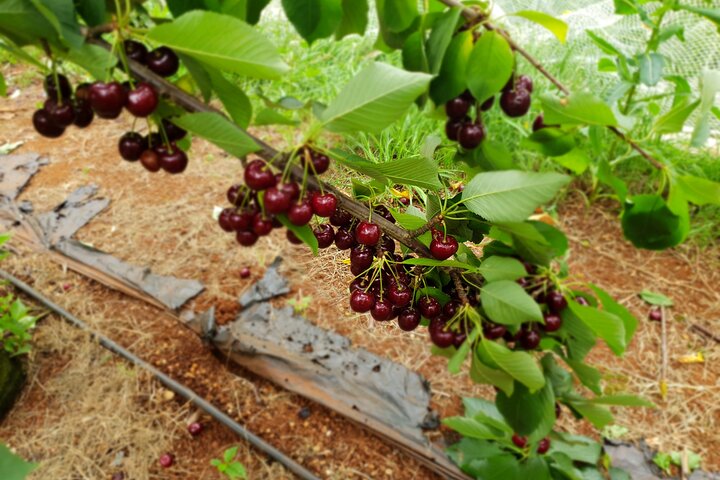 Fruits picking tour from Melbourne - Image 4
