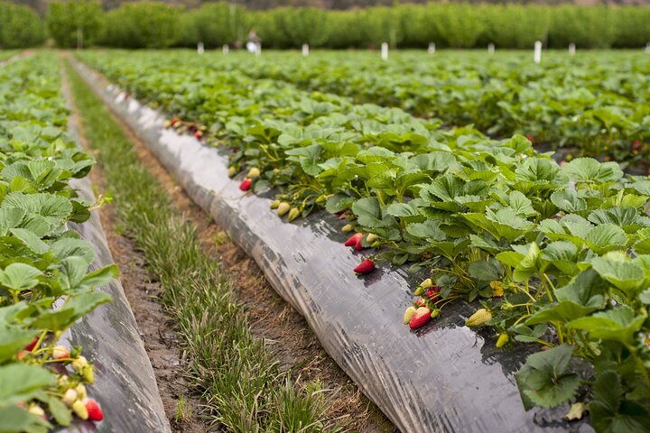 Fruits picking tour from Melbourne - Image 3