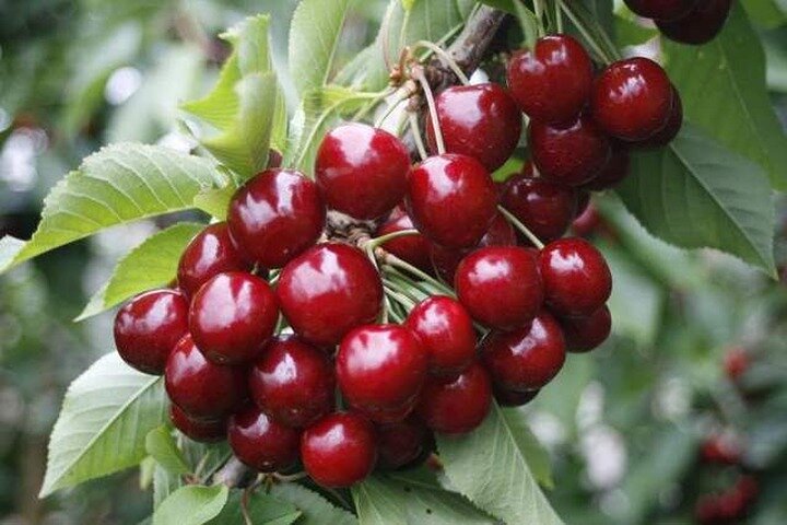 Fruits picking tour from Melbourne - Image 1