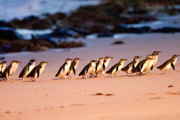 Half-Day or Full-Day Tour with Private Guide from Melbourne - Image 5