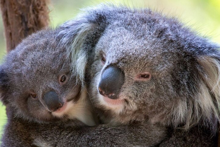 Half-Day or Full-Day Tour with Private Guide from Melbourne - Image 4