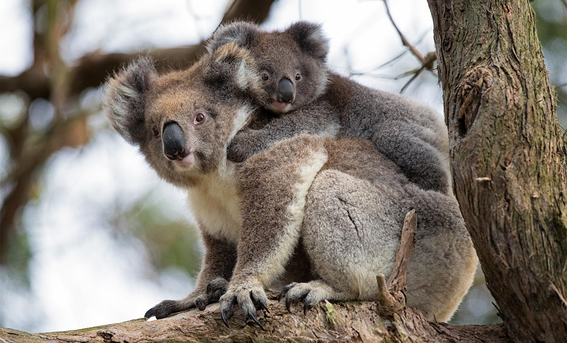 Koalas and Penguins Day Tour from Melbourne - Image 1